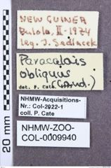 Etiketten zu Anthracalaus morosus (NHMW-ZOO-COL-0009940)